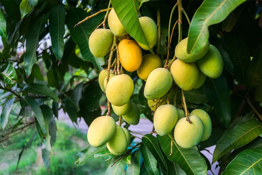 Mango